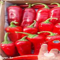 فروش فلفل کاپی در سمنان در گروه خرید فروش عمده فلفل - دلمه سبز رنگی پاریریکا هالوپینو کاین در یکمیوه