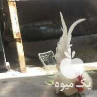 فروش خروس و مرغ مینیاتوری در تهران در گروه مرغ و خروس و بوقلمون و اردک قو قاز در یکمیوه