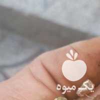 فروش کشمش تیزابی سبز در قزوین در گروه آجیل - فروش عمده محصولات در یکمیوه