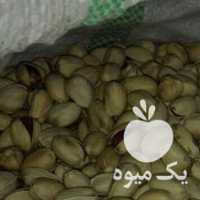 فروش پسته کله قوچی در تهران در گروه پسته - کوهی شامی خام اکبری تازه کله قوچی در یکمیوه