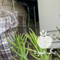 فروش کاکتوس سیلندریکا جنگلی قطور و پر شاخه در تهران در گروه خرید فروش عمده گیاهان زینتی - گرمسیری آپارتمانی باغچه آب در یکمیوه
