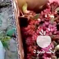 فروش زرشک با ارسال در مشهد در گروه خرید فروش عمده ازگیل و تمشک و زرشک - ژاپنی فروش مستقیم در یکمیوه