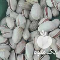 فروش پسته در دامغان در گروه پسته - کوهی شامی خام اکبری تازه کله قوچی در یکمیوه