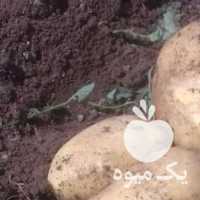 فروش سیب زمینی اکریا صادراتی در اردبیل در گروه خرید فروش عمده سیب زمینی - زودرس دیررس آگریا اسپریت اردبیل همدان در یکمیوه