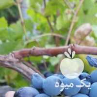 فروش عمده انگور سیاه شانی سردشت در تهران در گروه خوراک دام و طیور - پرواری شیری علوفه یونجه در یکمیوه