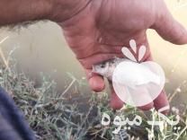 فروش بهترین نژاد بچه ماهی کپور طلایی آمور و  در ساوه در گروه مشاوره - راه اندازی بازاریابی کسب درآمد بهبود کسب و کار در یکمیوه -عکس1