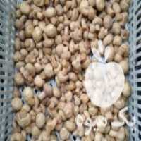 فروش بلنچ قارچ دکمه‌ای در ارومیه در گروه انواع محصولات کنسروی - فروش عمده فرآوری کشاورزی در یکمیوه