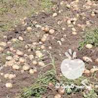 فروش سیب زمینی در کرمانشاه در گروه خرید فروش عمده سیب زمینی - زودرس دیررس آگریا اسپریت اردبیل همدان در یکمیوه