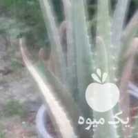 فروش پاجوش آلوورا در تهران در گروه خرید فروش عمده گیاهان زینتی - گرمسیری آپارتمانی باغچه آب در یکمیوه