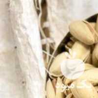 فروش پسته در سیرجان در گروه پسته - کوهی شامی خام اکبری تازه کله قوچی در یکمیوه