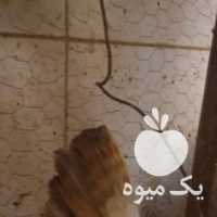 آگهی مشابه فروش یک جفت مرغ و خروس مینیا توری جوان در تهران در گروه مرغ و خروس و بوقلمون و اردک قو قاز در یکمیوه