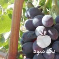 فروش انگور سیاه سمرقندی و سفید رطبی در شیراز در گروه خرید فروش عمده انگور - یاقوتی شانی عسگری بی دانه قرمز در یکمیوه