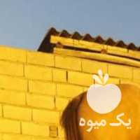 فروش اسب ترکمن رنگ سمند در تهران در گروه اسب و الاغ خر و فروش قاطر- ترکمن عربی سفید نر و ماده در یکمیوه