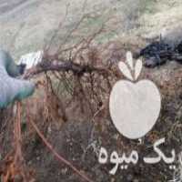 فروش نهال انگور سیاه سرنژمار ضمانتی در مریوان در گروه خرید فروش نهال - انواع گردو پسته بادام سلطانی انگور در یکمیوه