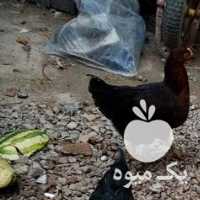 فروش مرغ خروس امپراتور و مینیاتوری در تهران در گروه مرغ و خروس و بوقلمون و اردک قو قاز در یکمیوه