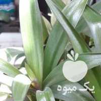 فروش کاکتوس بزرگ و گلهای آپارتمانی در اصفهان در گروه خرید فروش نهال - انواع گردو پسته بادام سلطانی انگور در یکمیوه