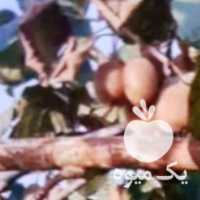 فروش عمده کل محصول باغ کیوی در اصفهان در گروه خرید فروش عمده کیوی - صادراتی مازندران تنکابن تالش در یکمیوه