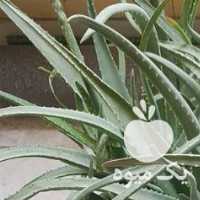 فروش گلدان بزرگ آلوورا تزیینی ،  آرایشی ،  درمانی و خوراکی در اصفهان در گروه خرید فروش عمده گیاهان زینتی - گرمسیری آپارتمانی باغچه آب در یکمیوه