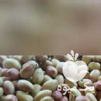 فروش پسته در قزوین در گروه پسته - کوهی شامی خام اکبری تازه کله قوچی در یکمیوه