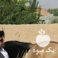 فروش اسب ورزشی در شیراز در گروه اسب و الاغ خر و فروش قاطر- ترکمن عربی سفید نر و ماده در یکمیوه