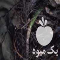 فروش نهال زرشک پلویی و گل محمدی در شیراز در گروه خرید فروش نهال - انواع گردو پسته بادام سلطانی انگور در یکمیوه