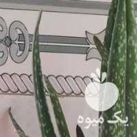 فروش گل آلوورا در تهران در گروه خرید فروش عمده گیاهان زینتی - گرمسیری آپارتمانی باغچه آب در یکمیوه