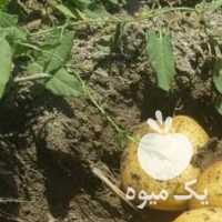 فروش سیب زمینی در کرمانشاه در گروه خرید فروش عمده سیب زمینی - زودرس دیررس آگریا اسپریت اردبیل همدان در یکمیوه