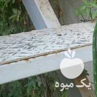 فروش گل آلوورا با گلدان سیمانی در شیراز در گروه خرید فروش عمده گیاهان زینتی - گرمسیری آپارتمانی باغچه آب در یکمیوه