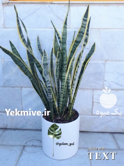 سانسوریا شمشیری ابلق در شیرگاه در گروه خرید فروش عمده سایر محصولات گلخانه ای در یکمیوه