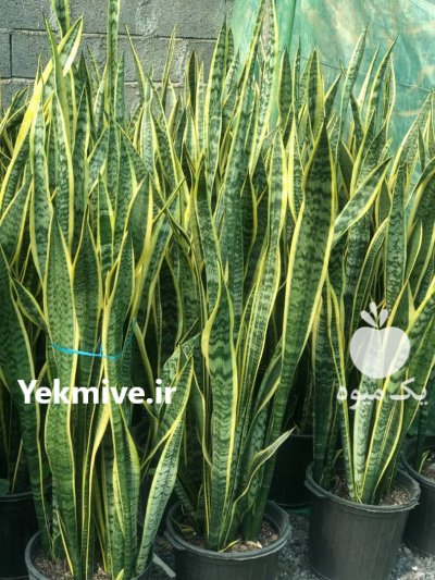 سانسوریا شمشیری ابلق در شیرگاه در گروه خرید فروش عمده سایر محصولات گلخانه ای در یکمیوه -عکس3