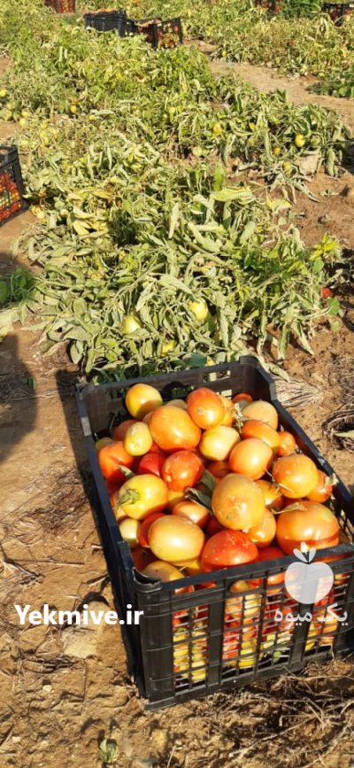 تامین کننده انواع سیفی جات جنوب کشور هستم در کهنوج در گروه واردات و صادرات - محصولات کشاورزی دامداری دام ایران زعفران برنج در یکمیوه -عکس1