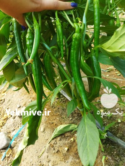 تامین کننده انواع سیفی جات جنوب کشور هستم در کهنوج در گروه واردات و صادرات - محصولات کشاورزی دامداری دام ایران زعفران برنج در یکمیوه -عکس4