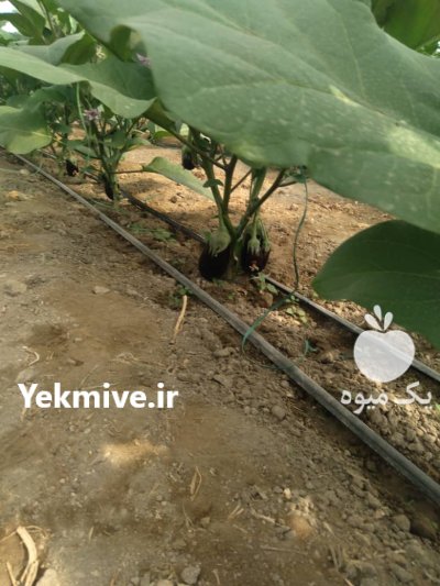 تامین کننده انواع سیفی جات جنوب کشور در دهبارز در گروه واردات و صادرات - محصولات کشاورزی دامداری دام ایران زعفران برنج در یکمیوه -عکس1