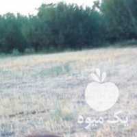 فروش اسب در تهران در گروه اسب و الاغ خر و فروش قاطر- ترکمن عربی سفید نر و ماده در یکمیوه