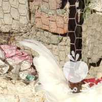 فروش مرغ خروس مینیاتوری چینی در ارومیه در گروه مرغ و خروس و بوقلمون و اردک قو قاز در یکمیوه