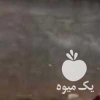 فروش کره اسب سمند ، چهار قلم مشکی ، نژاد درهشور ، 13 ماهه در اصفهان در گروه خرید فروش نشا - انواع گوجه برنج کاهو پیاز کاری فرنگی در یکمیوه