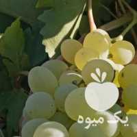 فروش باغ انگور عسگری در قزوین در گروه خرید فروش عمده انگور - یاقوتی شانی عسگری بی دانه قرمز در یکمیوه