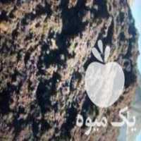 فروش کود حیوانی در نظرآباد در گروه خرید فروش کود و مواد شیمیایی - اوره پتاس مرغی کمپوست آهن در یکمیوه