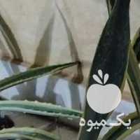 فروش کاکتوس در تهران در گروه خرید فروش عمده میوه استوایی - پاپایا قرمز منگوستین گواوا بلوبری در یکمیوه