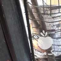 فروش مرغ و خروس محلی در تهران در گروه مرغ و خروس و بوقلمون و اردک قو قاز در یکمیوه