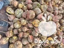 فروش چغندر دام مخصوص گاو گوسفند شتر مرغ در اصفهان در گروه گاو و گوسفند و میش و بز کهره گوساله سمینتال در یکمیوه -عکس1