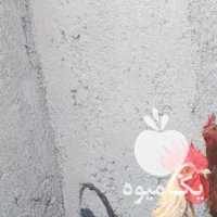 فروش مرغ و خروس در ارومیه در گروه مرغ و خروس و بوقلمون و اردک قو قاز در یکمیوه
