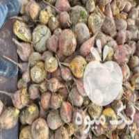 فروش چغندر دام مخصوص گاو گوسفند شتر مرغ در اصفهان در گروه گاو و گوسفند و میش و بز کهره گوساله سمینتال در یکمیوه