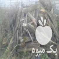 فروش چوب خوشک در تهران در گروه خرید فروش عمده چوب- زغال چوب گردو تبریزی خام در یکمیوه