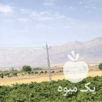 فروش انگور عسکری شیرین شیره انگور یا کشمش در شیراز در گروه خرید فروش عمده انگور - یاقوتی شانی عسگری بی دانه قرمز در یکمیوه