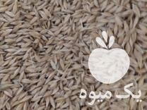 فروش بذر جو واکسیما و جلگه مناسب تولید علوفه هیدرو پونیک در قروه در گروه خرید فروش بذر - انواع محصول کشاورزی گوجه کتان میوه درخت در یکمیوه -عکس1