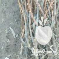 فروش نهال زرشک پر ریشه در کرمانشاه در گروه خرید فروش نهال - انواع گردو پسته بادام سلطانی انگور در یکمیوه