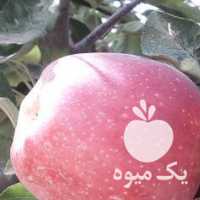 فروش پنج جعبه سیب درشت در ارومیه در گروه خرید فروش عمده سیب - زرد و قرمز گلاب پاییزه در یکمیوه
