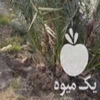 خرید و پاجوش در ایرانشهر در گروه خرید فروش عمده خرما - کبکاب تازه زاهدی خشک خارک در یکمیوه