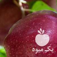 فروش سیب صادراتی ،  قرمز و زرد به صورت سردرختی در مراغه در گروه خرید فروش عمده سیب - زرد و قرمز گلاب پاییزه در یکمیوه